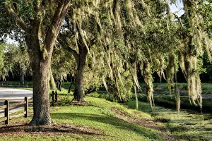 Last Light Prints: Trees with Spanish Moss