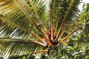 Detail Prints: Tropical palm tree