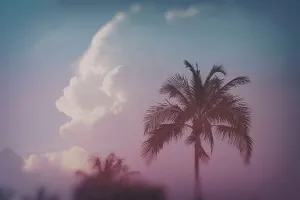 Delray Prints: Tropical palm tree with clouds