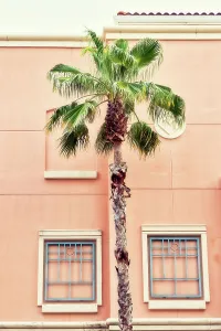 Wall Prints: Tropical palm tree against pink wall