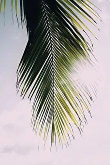 Detail Prints: Tropical palm tree with sun bursting through palm