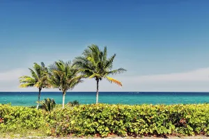 Cloudless Prints: Tropical palm trees on beach