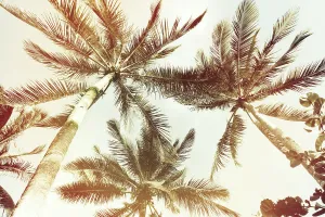 Detail Prints: Tropical palm trees seen from below
