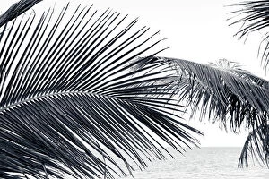 Images Dated 22nd May 2023: Tropical palm tress on the beach