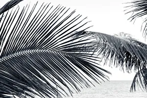 Atlantic Prints: Tropical palm tress on the beach