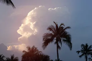 Photography Prints: Tropical sunset with silhouetted palm trees