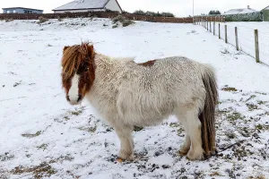 Winter Prints: UK, Scotland, Balintore, Pony on field