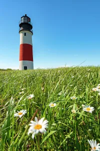 Light House Prints: USA, Nantucket, Massachusetts, Daisies on the grass next to Sankaty Head light