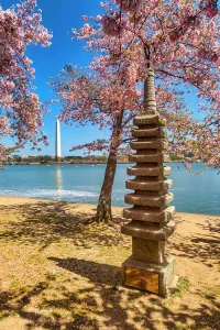 Blue Prints: Washington, D.C. Japanese Pagoda and Washington Monument During Springtime