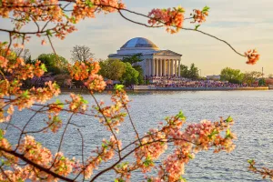Blue Prints: Washington, D.C. Jefferson Memorial During Springtime