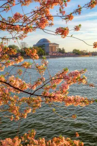 Blue Prints: Washington, D.C. Jefferson Memorial During Springtime