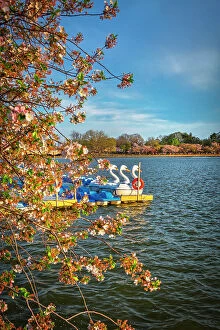 Images Dated 29th April 2018: Washington, D.C. Swan boats in Tidal basin