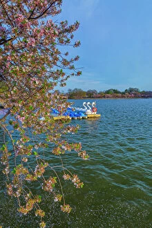Images Dated 29th April 2018: Washington, D.C. Swan boats in Tidal basin