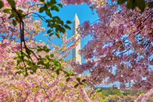 Blue Prints: Washington, D.C. Washington Monument During Springtime