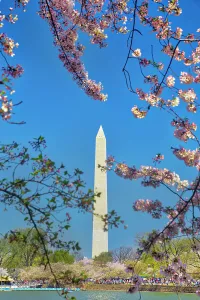Blue Prints: Washington, D.C. Washington Monument During Springtime