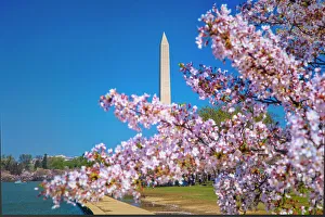 Blue Prints: Washington, D.C. Washington Monument During Springtime