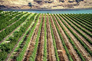 Washington Prints: Washington, Maryhill Winery along the Columbia River Gorge