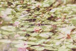 Botanic Prints: Water lilies