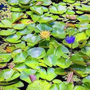 Water Lilies