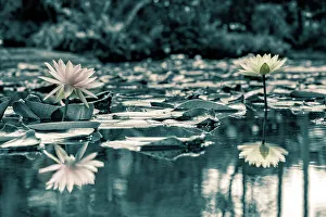 Water Lilies