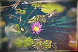 Botanic Prints: Water lily