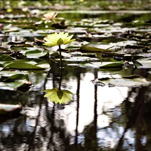 Water Lily