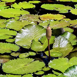 Square Prints: Water lily with dragonfly