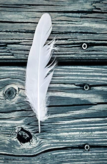 Images Dated 14th October 2023: White feather against wooden floor