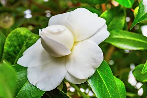 White Prints: White flowering camellia