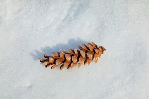 Winter Prints: Winter scene, pinecone on snow