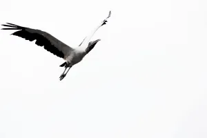 Fauna Prints: Wood stork in flight