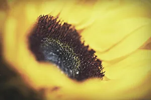 Center Prints: Yellow sunflower