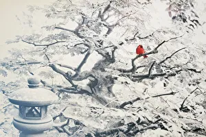 Lamp Prints: Zen theme with cardinal perched on tree branch, Japanese lantern